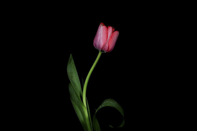 Pink Tulip with Water Droplets — Black
