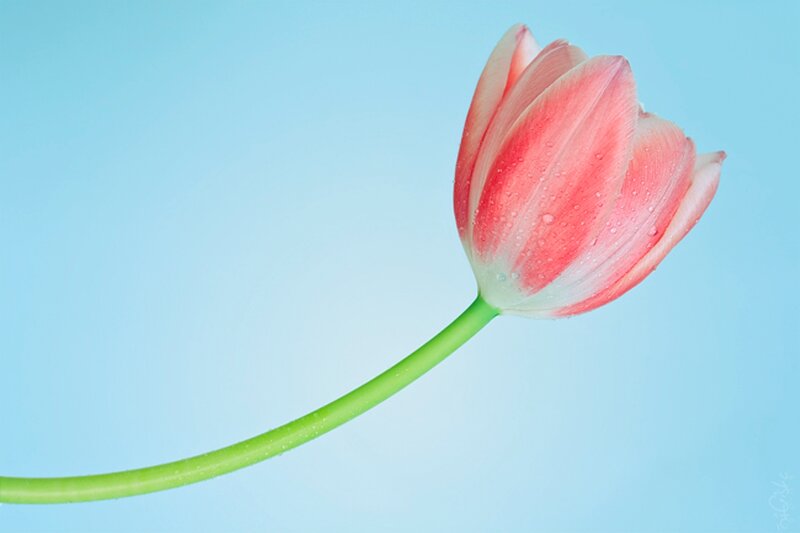 Pink Tulip with Water Droplets — Blue