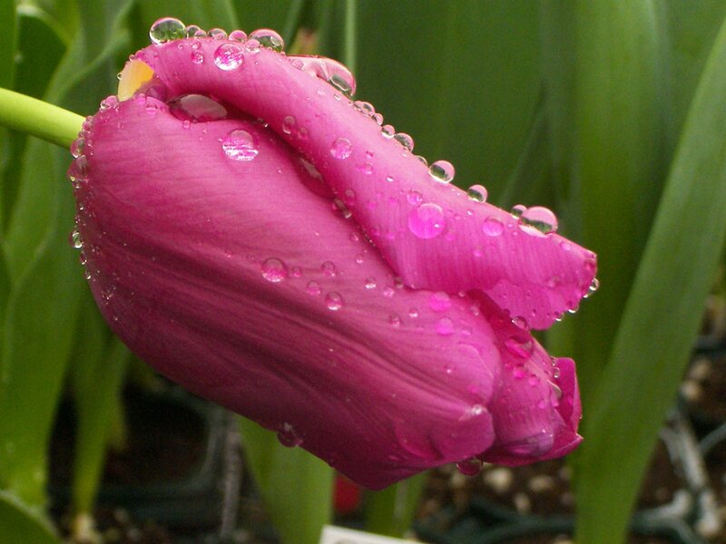 Pink Tulip with Water Droplets — Calm, Morning