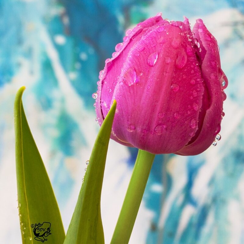 Pink Tulip with Water Droplets — Calm