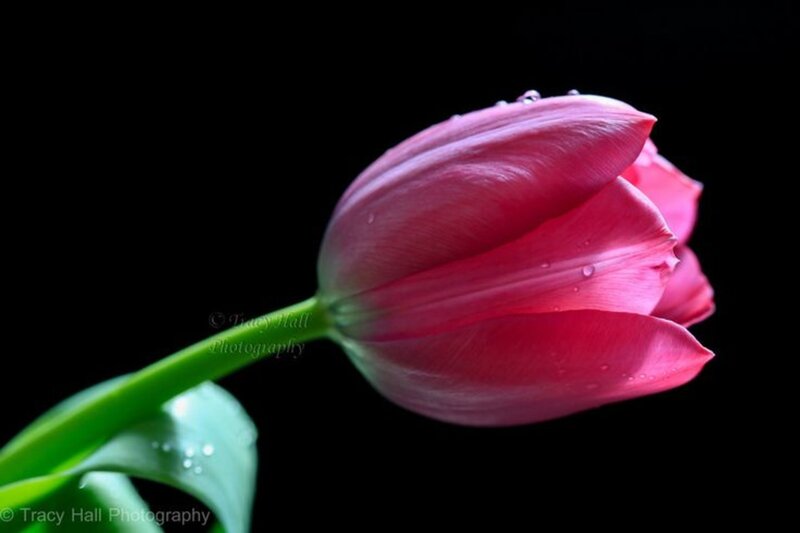 Pink Tulip with Water Droplets — Dramatic, Photograph, Green Stem