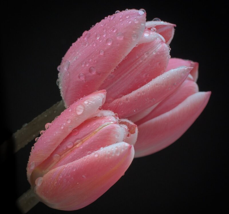 Pink Tulip with Water Droplets — Dramatic, Photograph