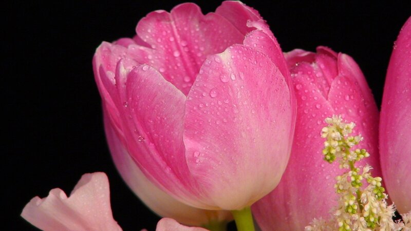 Pink Tulip with Water Droplets — Dramatic, Photograph, Water Droplets, Flower