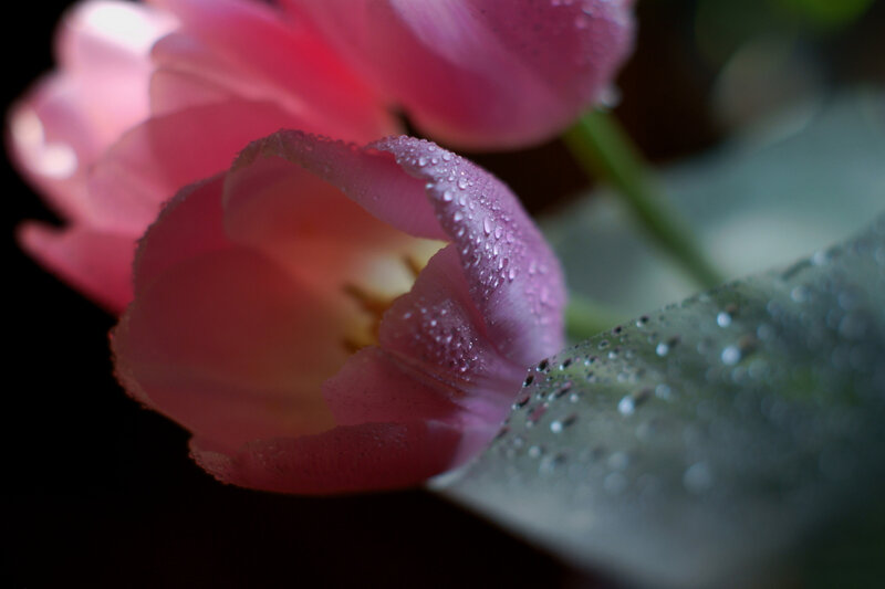 Pink Tulip with Water Droplets — Dramatic, Photograph, Water Droplets, Leaf
