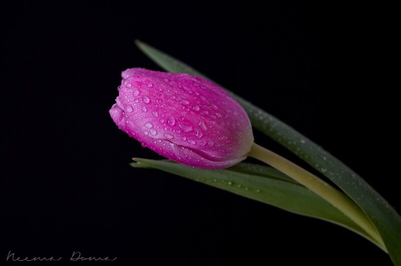 Pink Tulip with Water Droplets — Dramatic, Photograph, Water Droplets