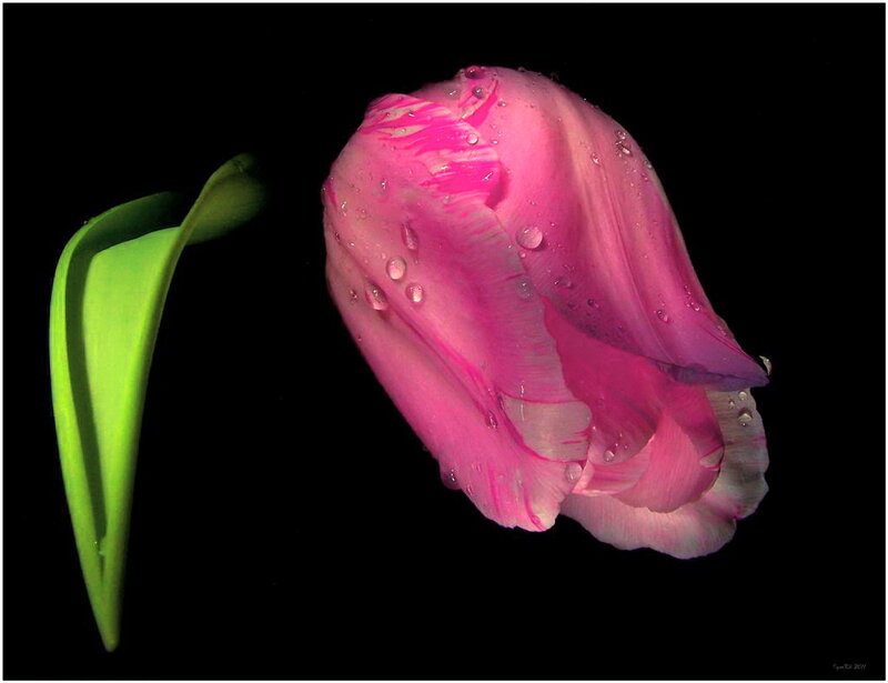 Pink Tulip with Water Droplets — Dramatic