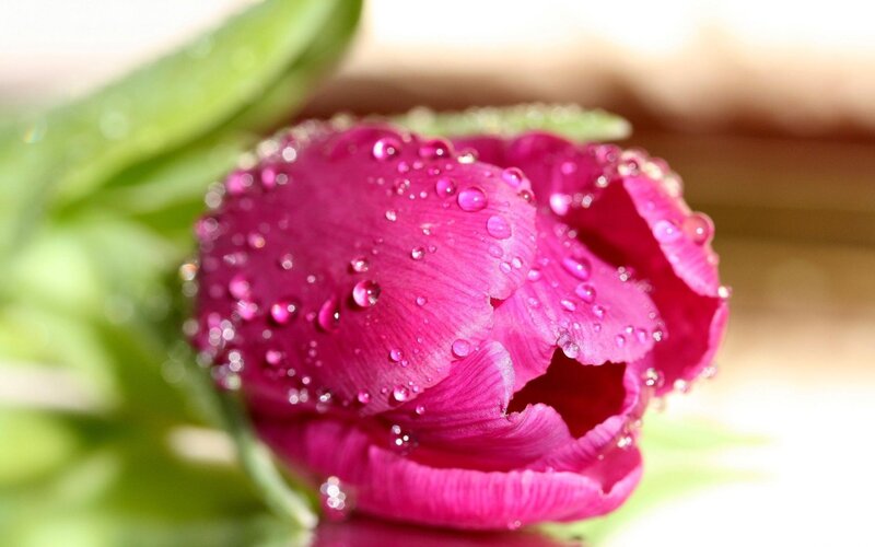 Pink Tulip with Water Droplets — Magenta, Serene