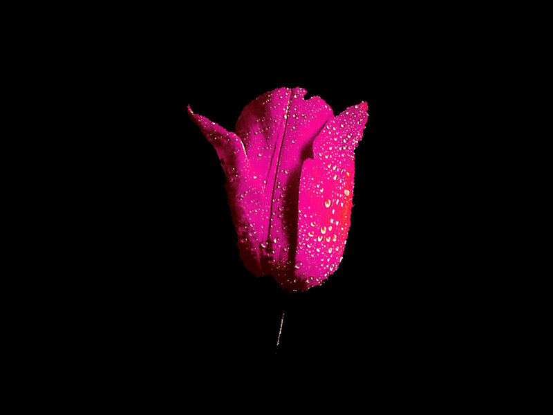 Pink Tulip with Water Droplets — Magenta
