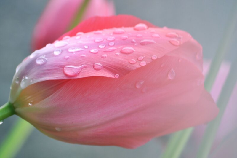 Pink Tulip with Water Droplets — Serene, Morning, Photograph