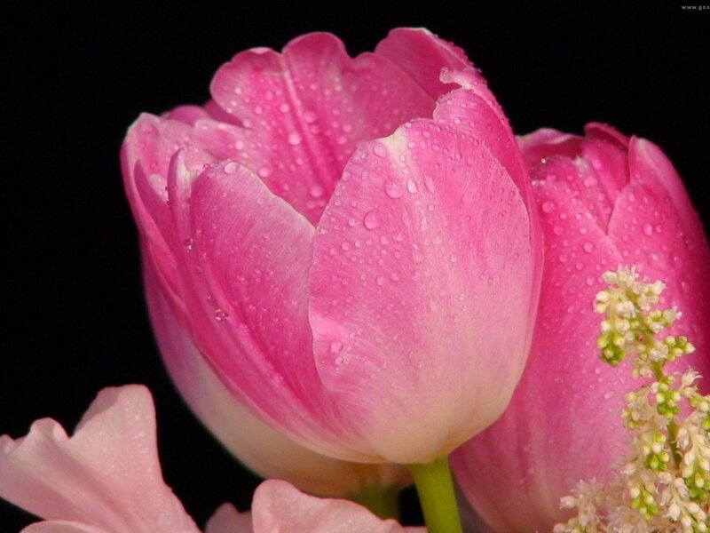Pink Tulip with Water Droplets — Serene, Photograph, Water Droplets