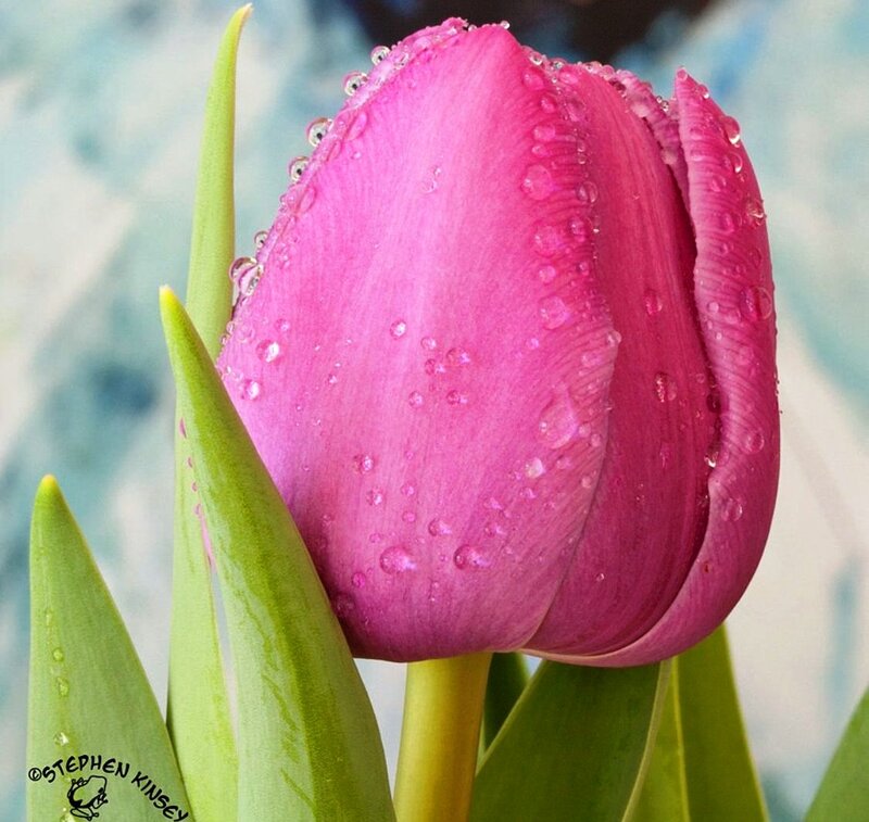 Pink Tulip with Water Droplets — Serene, Spring, Photograph