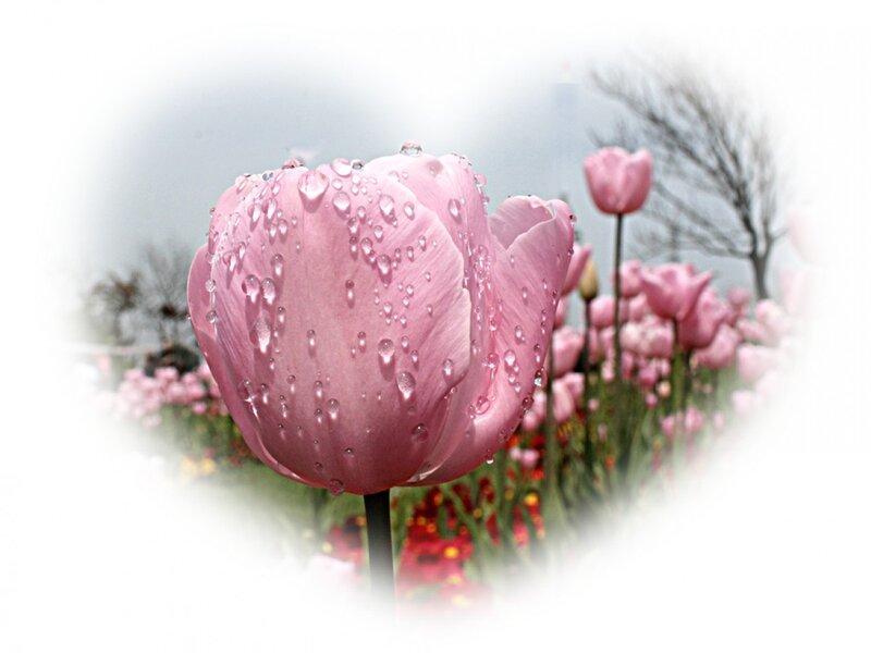Pink Tulip with Water Droplets — Serene, Spring, Photograph, Tulips