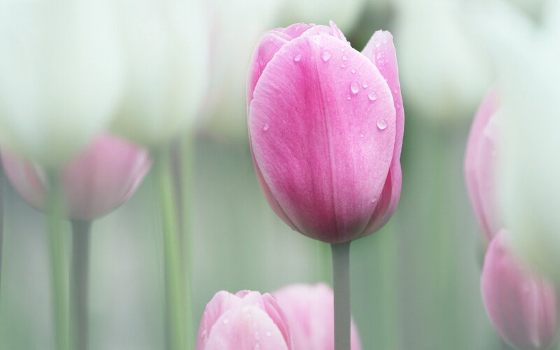 Pink Tulip with Water Droplets — Serene, Spring, Photograph, Water Droplets