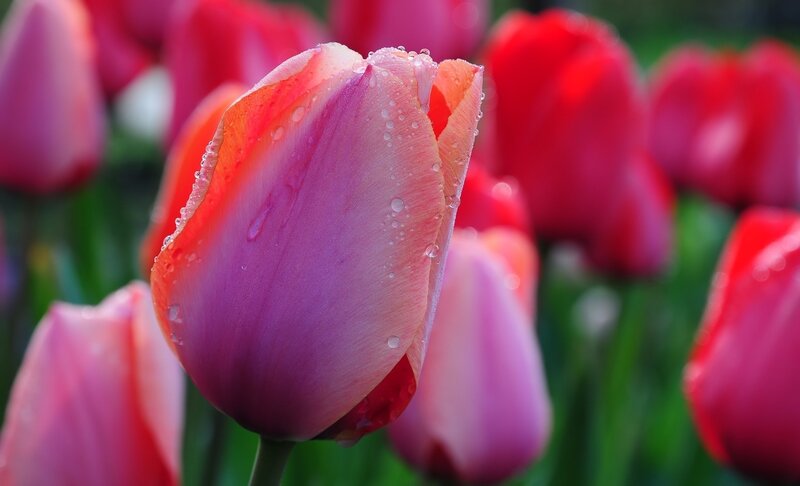 Pink Tulip with Water Droplets — Serene, Spring