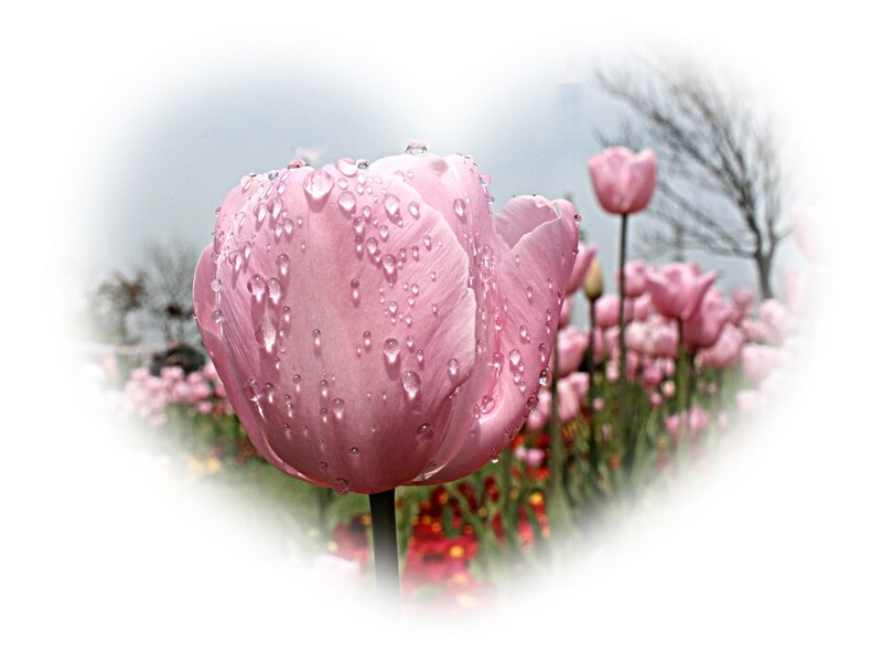 Pink Tulip with Water Droplets — Serene