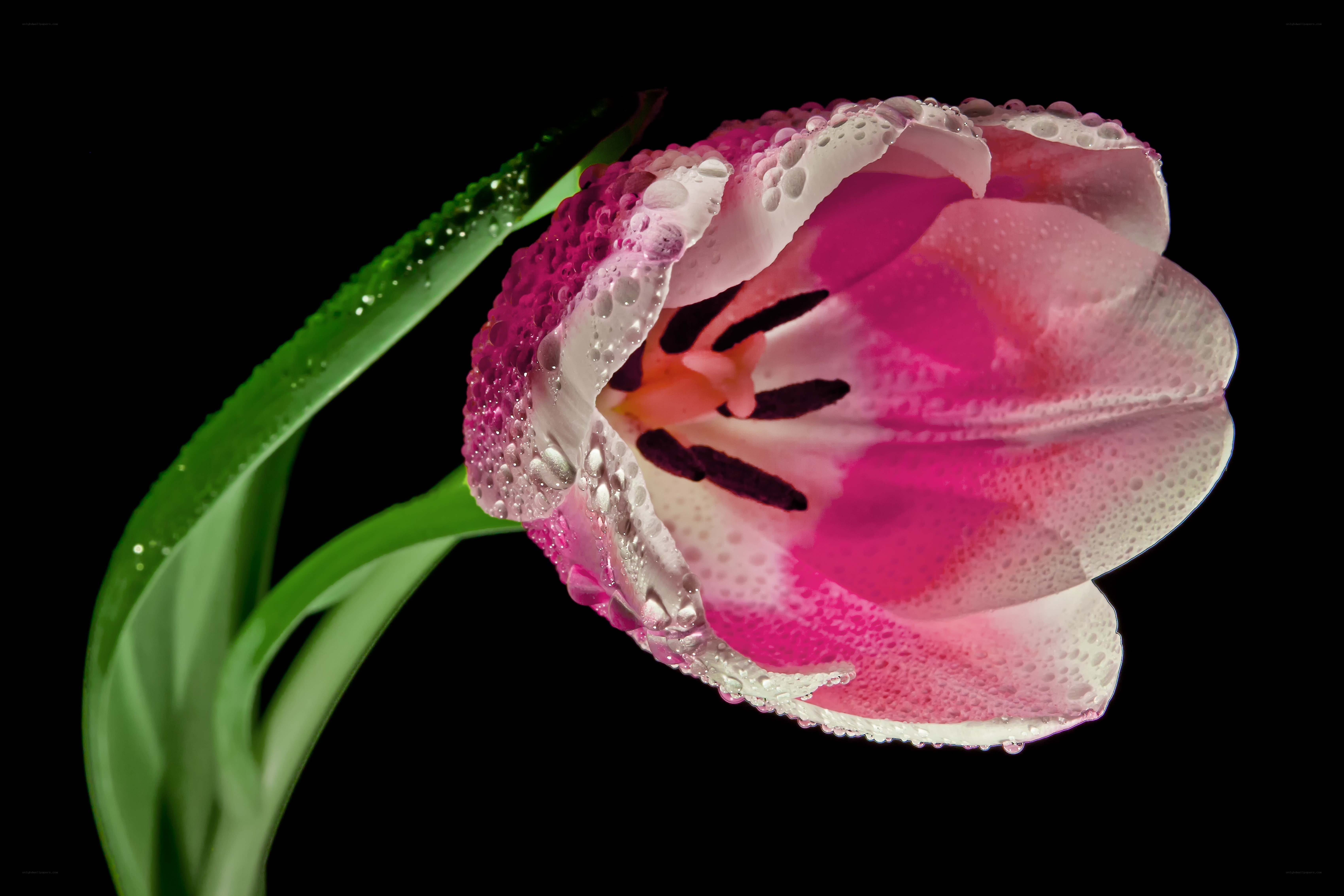 Pink tulip with water droplets