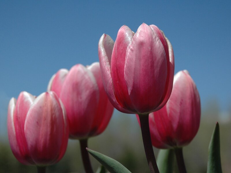 Pink tulips against blue sky