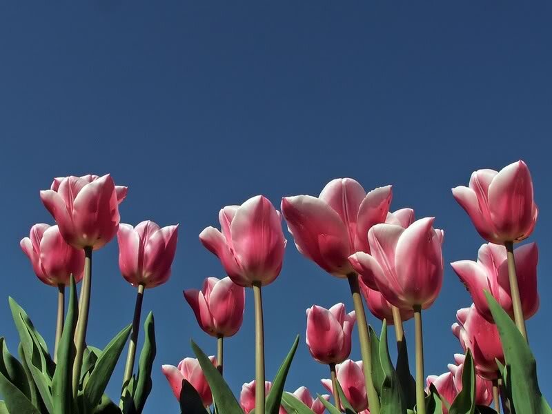 Pink Tulips Against Blue Sky — Serene