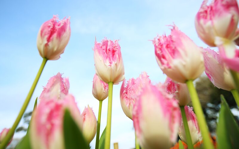 Pink tulips against blue sky