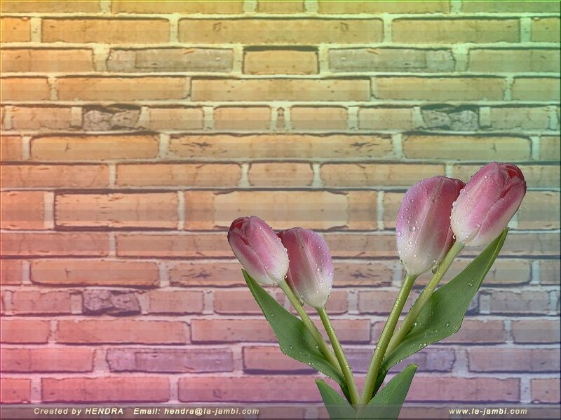 Pink tulips against brick wall
