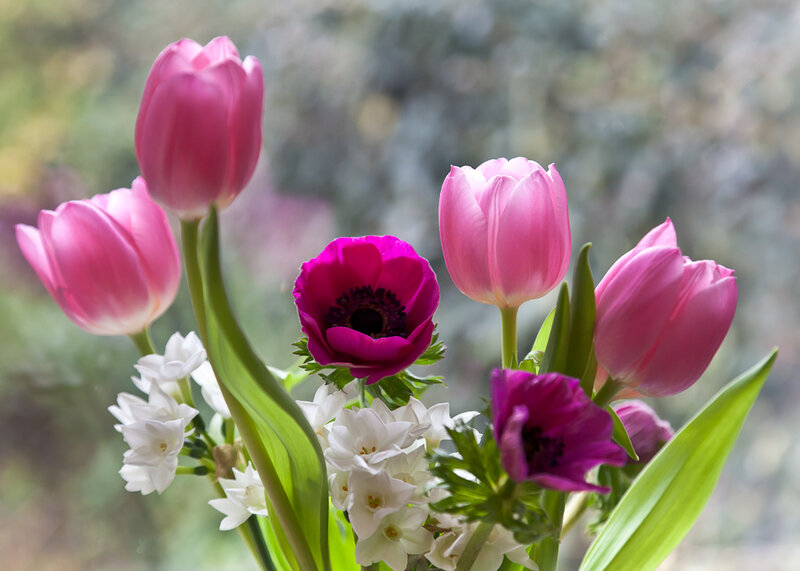 Pink Tulips and Anemones
