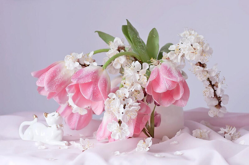 Pink Tulips and Blossoms — Serene
