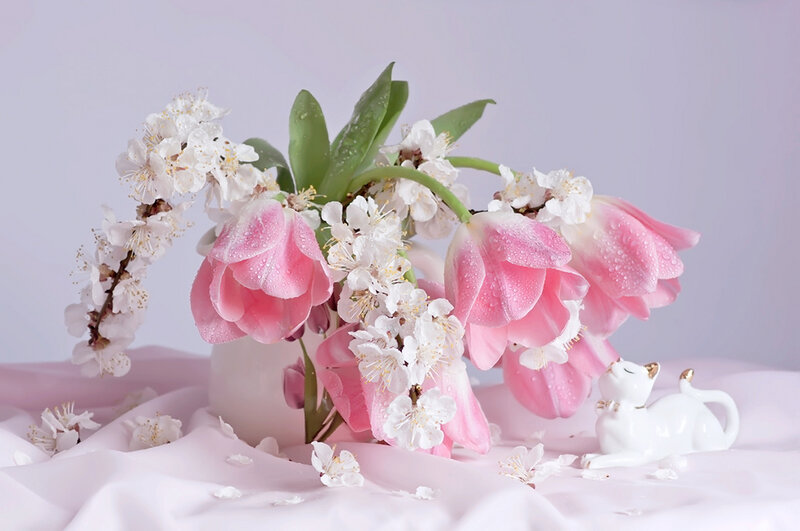 Pink Tulips and Blossoms