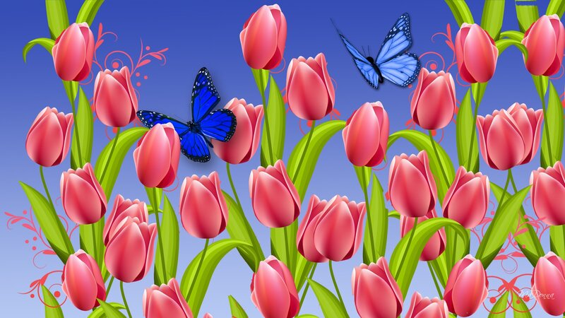 Pink Tulips and Blue Butterflies