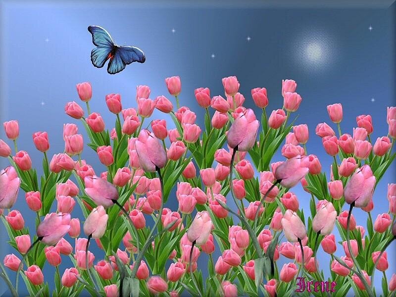 Pink Tulips and Blue Butterfly