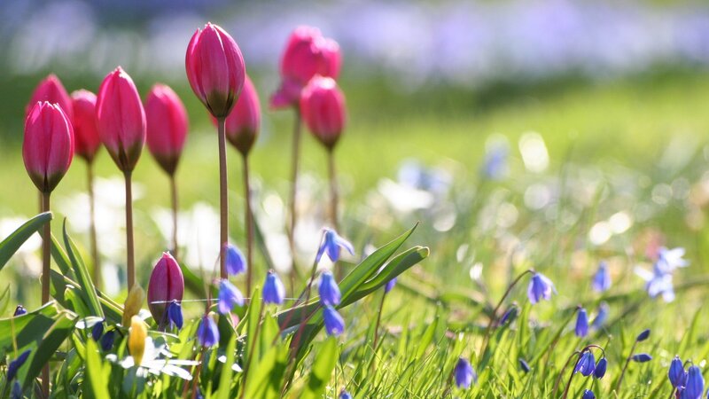 Pink Tulips and Blue Flowers — Green