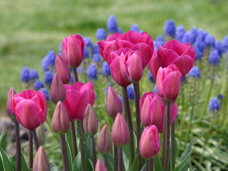 Pink Tulips and Blue Flowers — Serene