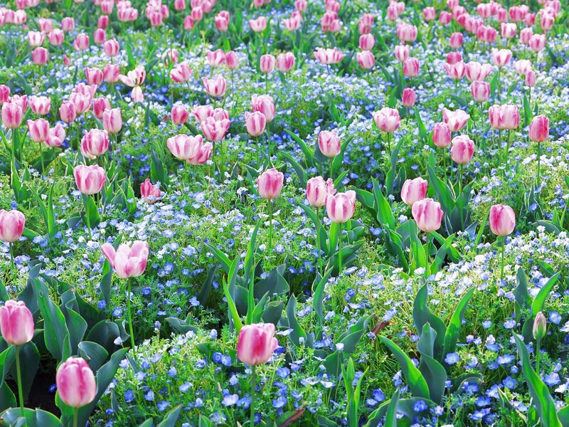 Pink tulips and blue flowers