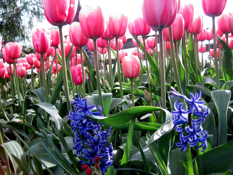 Pink tulips and blue hyacinths