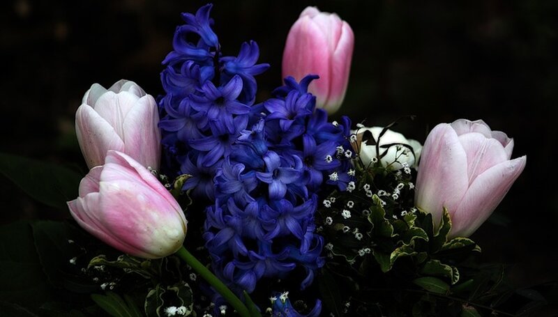 Pink Tulips and Blue Hyacinths — Dramatic