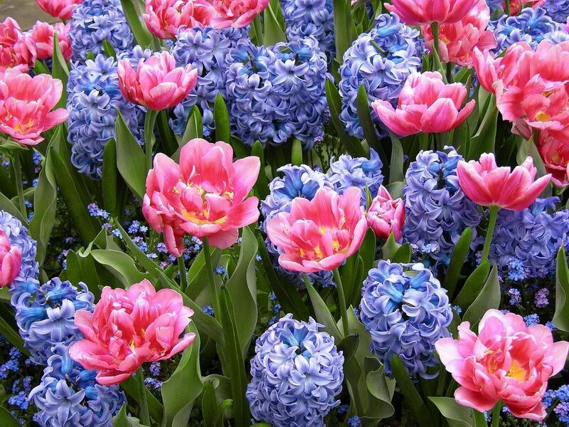 Pink Tulips and Blue Hyacinths — Vibrant