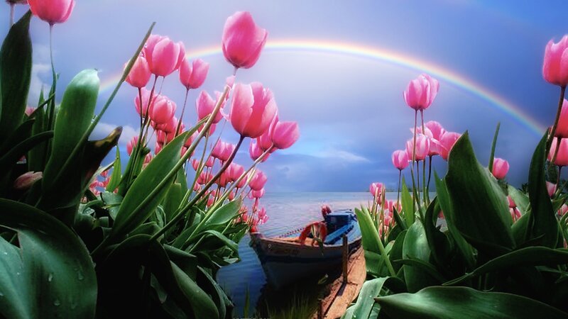 Pink Tulips and Boat