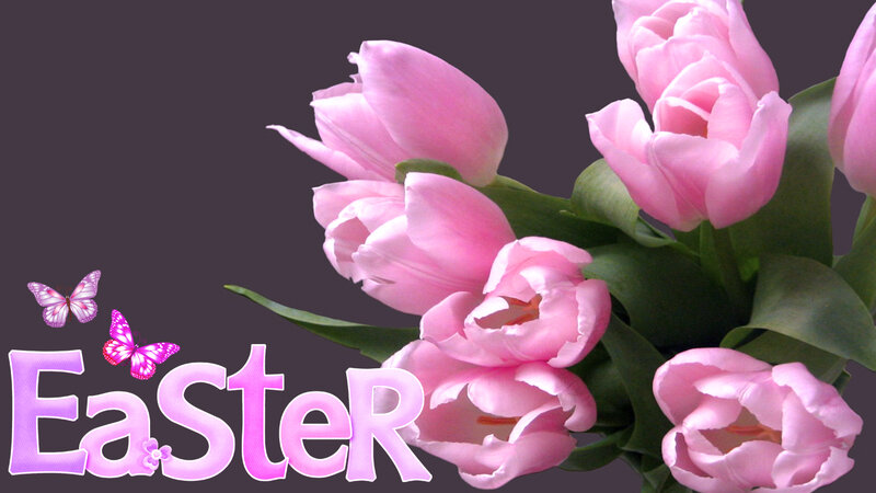 Pink Tulips and Butterflies — Festive