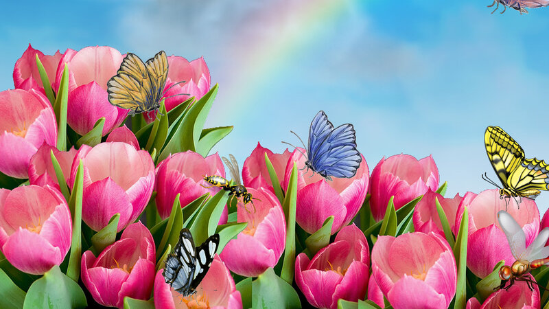 Pink Tulips and Butterflies — Serene