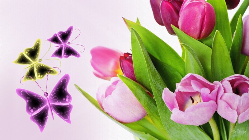 Pink Tulips and Butterflies