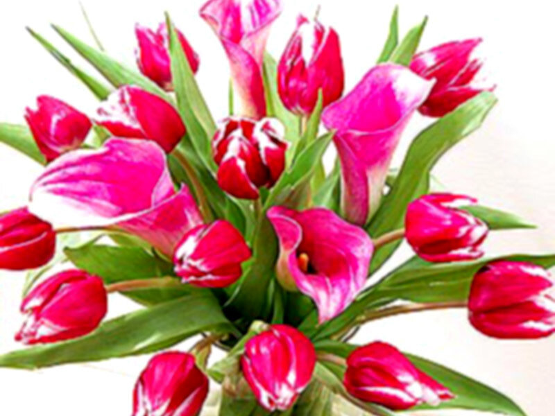 Pink Tulips and Calla Lilies