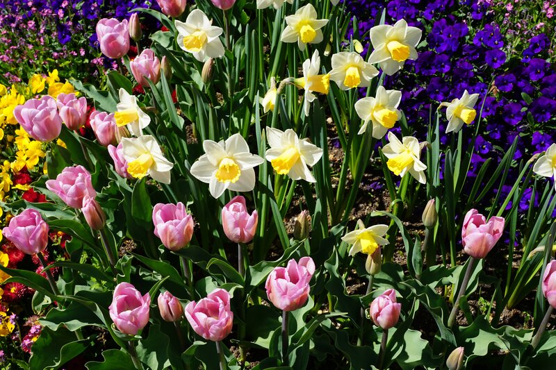 Pink Tulips and Daffodils
