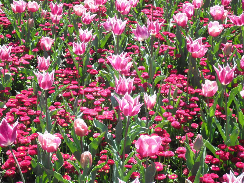 Pink Tulips and Daisies — Vibrant