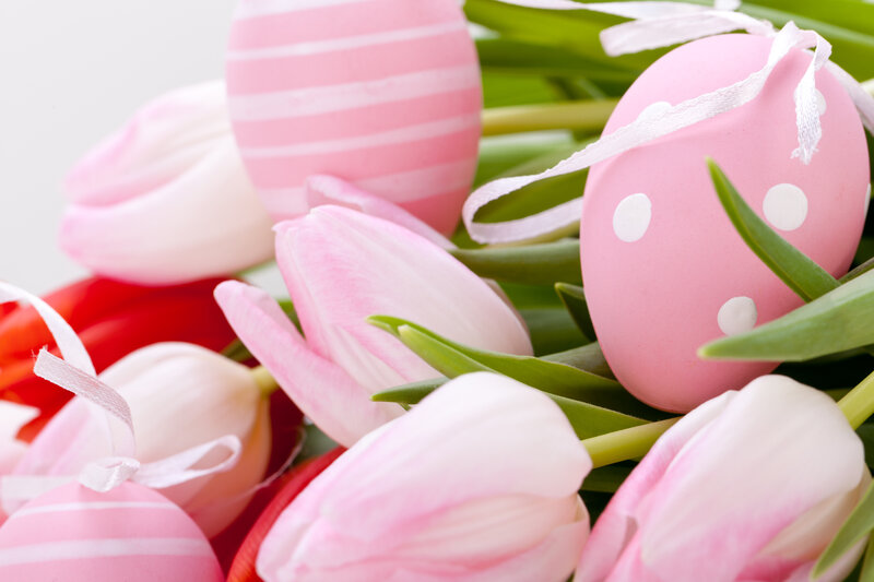 Pink Tulips and Eggs