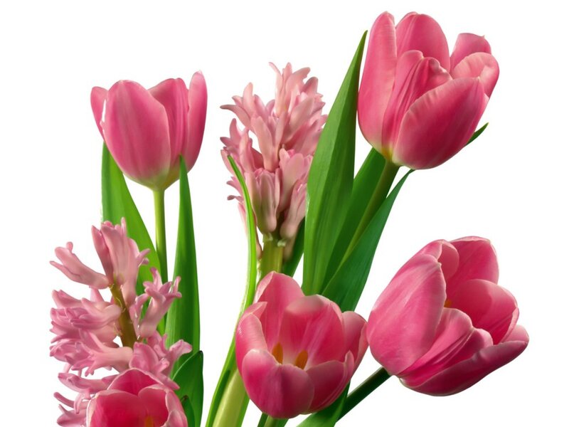 Pink tulips and hyacinths