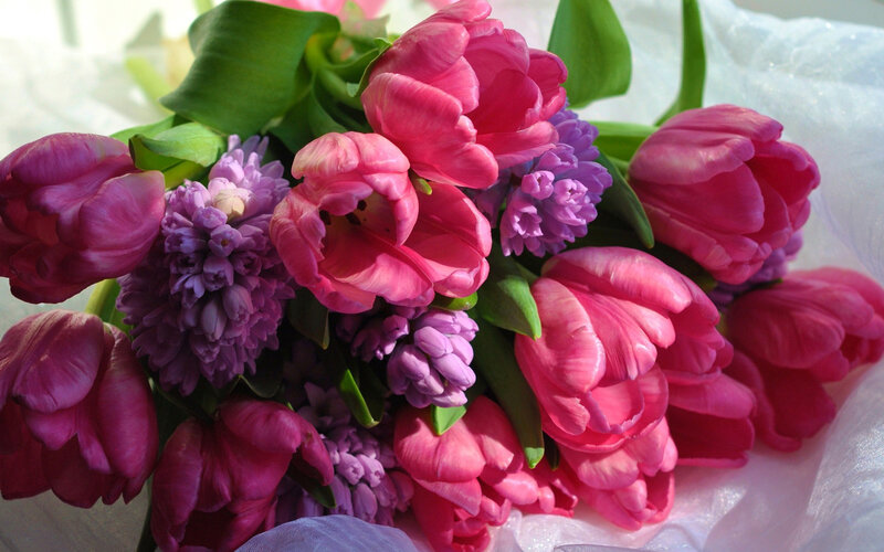 Pink Tulips and Hyacinths — Calm