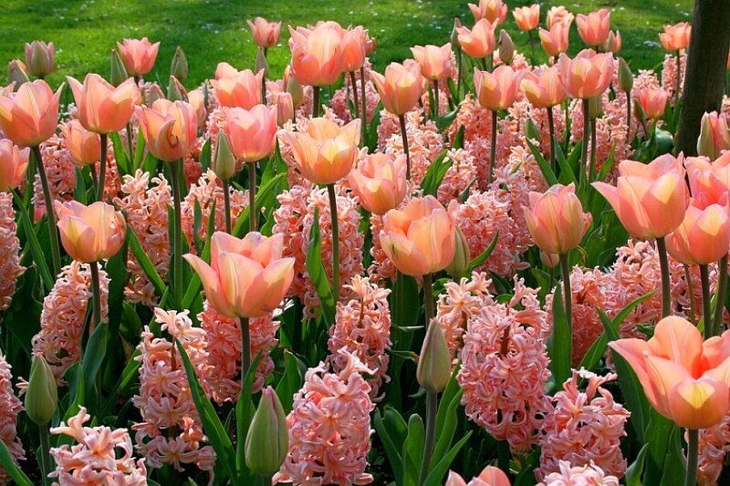 Pink tulips and hyacinths in a garden