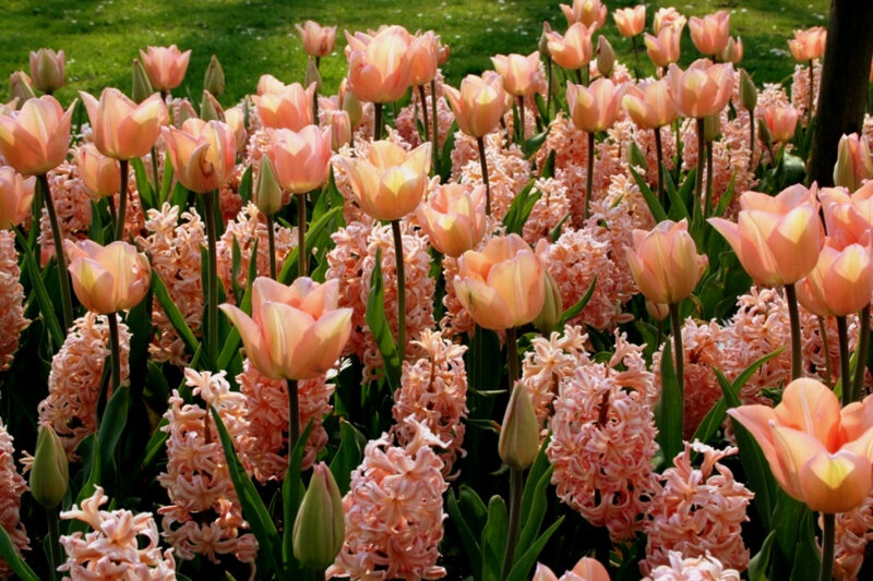 Pink tulips and hyacinths in bloom
