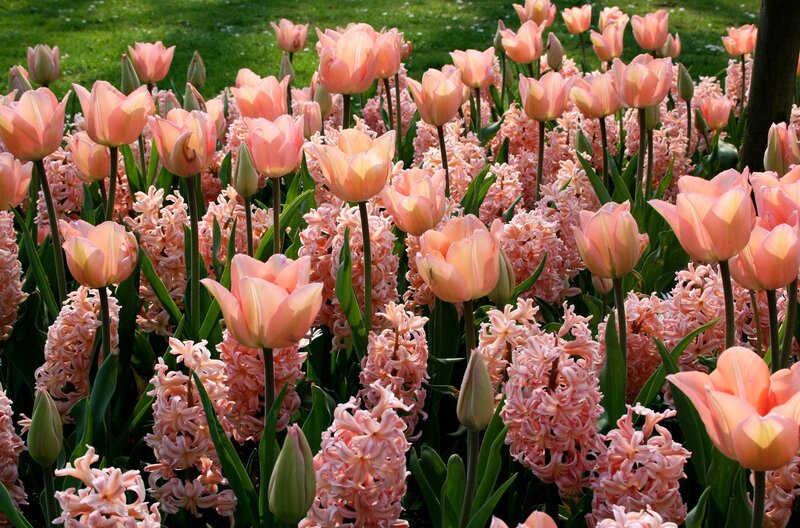 Pink tulips and hyacinths in bloom