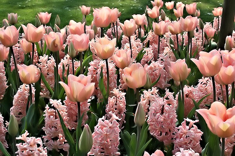 Pink Tulips and Hyacinths — Serene