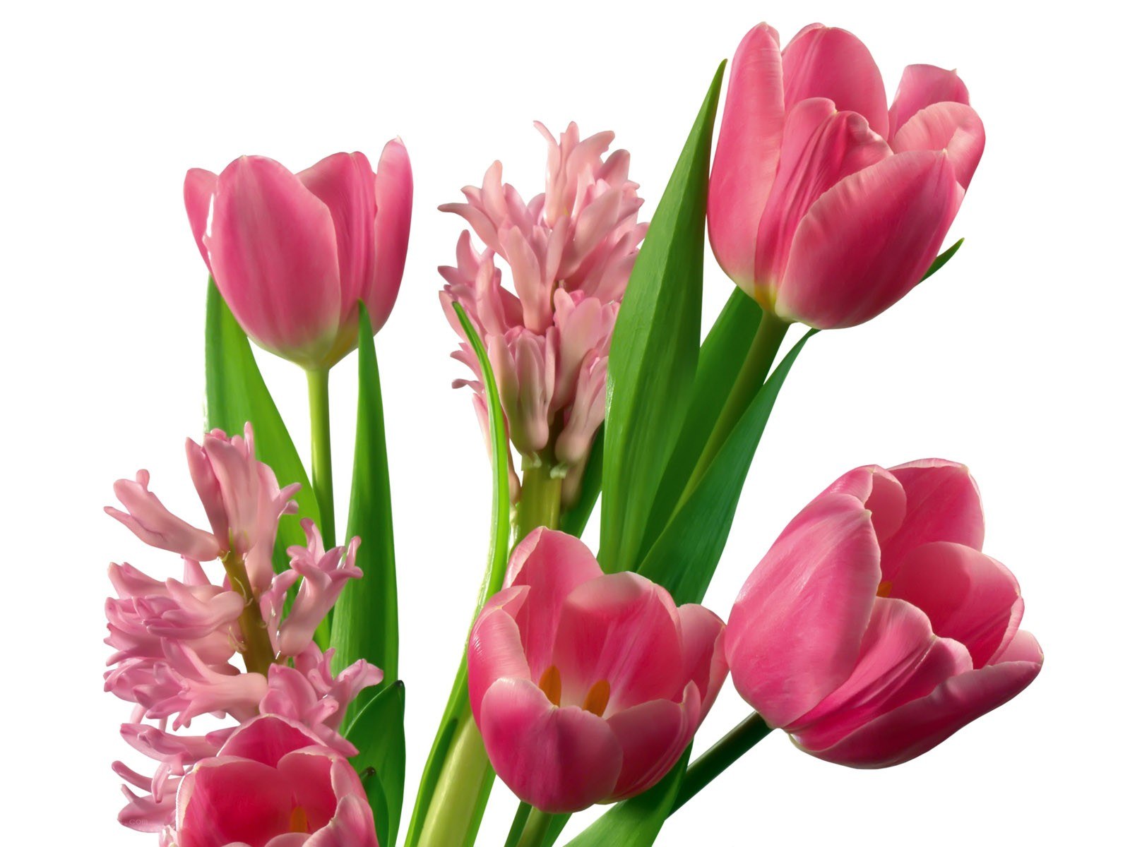 Pink tulips and hyacinths